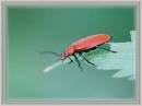 red_beetle1.jpg
