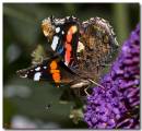 redadmiral060808063_copy.jpg