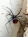 redback.jpg