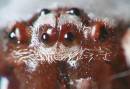 rev_50_Silver_Argiope_Spider2_2082.jpg