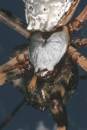 rev_50_night_big_ole_spider_0272.jpg