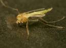 reverse_50_dust_size_bugs10_06_0292.jpg