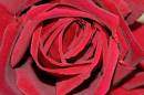 rose_petals.jpg