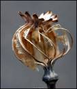 seed_head.jpg