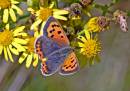 small-copper.jpg