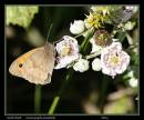 small_heath.jpg