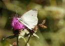 smallwhitehover9x6.jpg