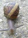 snail.JPG