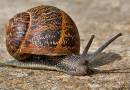 snail3.jpg