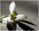 snowdrop1.jpg