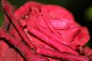 soggy_rose.jpg