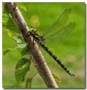 southernhawker1908090022.jpg