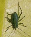 speckled_bush_cricket_0038.jpg