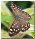 speckledwood030607-1_copy.jpg
