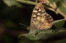 speckledwood9x6.jpg