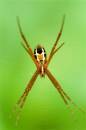 spider-X.jpg