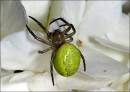 spider.jpg