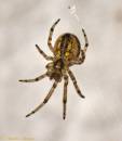 spider230608028.jpg