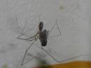 spider3.jpg