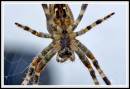 spider4.jpg