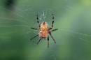 spider4flashpanel1.jpg