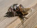 spider5854good_.jpg