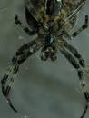 spider_2.jpg