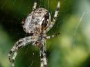 spider_3_10_07.jpg