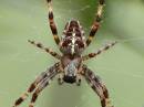 spider_5_9_07.jpg