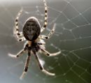 spider_and_web.jpg