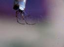 spider_in_leaf.jpg