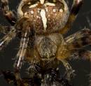 spiderfly170908031.jpg