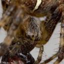 spiderfly170908041.jpg