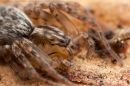 spiders120123923-25.jpg