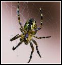 spiders_013_edited-2.jpg