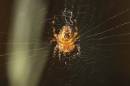 spidersoftbox9x6_1_.jpg
