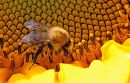 sunflower-and-bee.jpg
