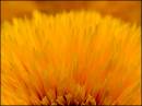 sunflower-detail.jpg
