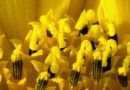 sunflower4.jpg