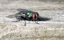 the_fly.jpg