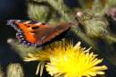 tortoiseshellnosharpneat9x6.jpg