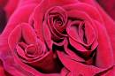 triple_rose.jpg