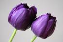 tulip.jpg
