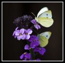 two_WHites_024_edited-2.jpg