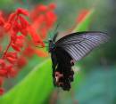 unknown_butterfly_on_the_wing.jpg