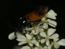 unknown_insect.jpg
