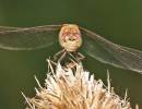 veryclosedarter9x6.jpg