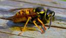 wasp.jpg