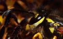 wasp1-2.jpg