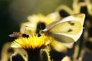 white_hover9x6.jpg